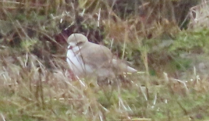 Kentish Plover Burnham-On-Sea