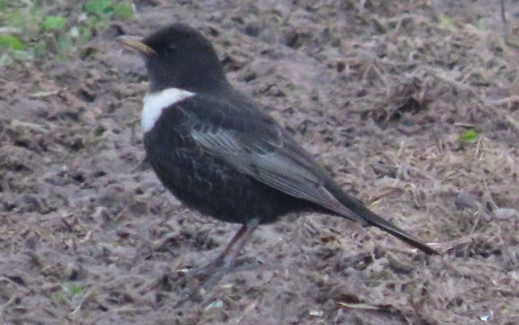 Ring Ouzel