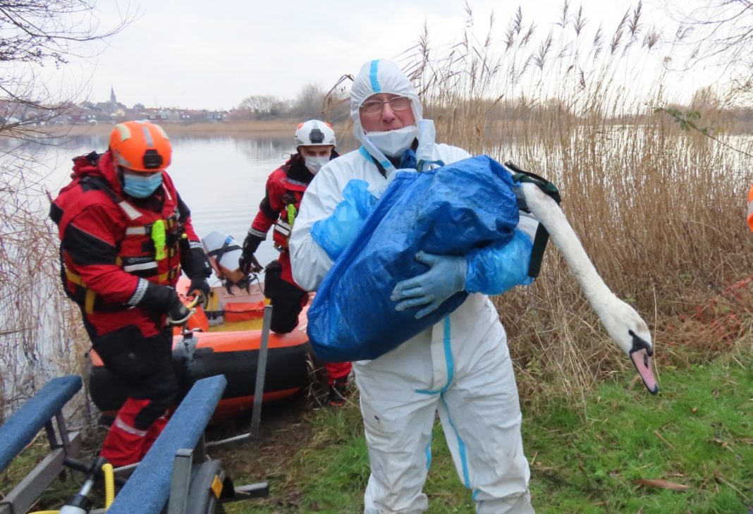 Stranded swan stuck in discarded fishing line is rescued by Secret World and BARB