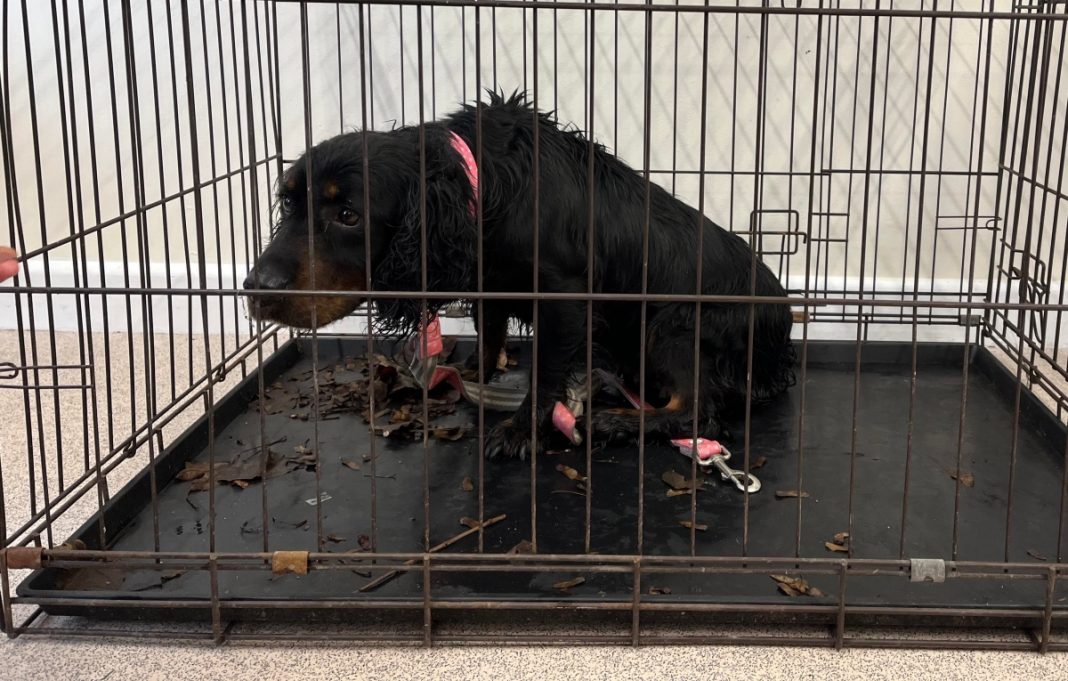 Brent Knoll RSPCA Centre issues appeal after dog found abandoned in cage by  road
