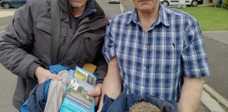 Local councillors rescue stranded hedgehog from manhole while on election trail