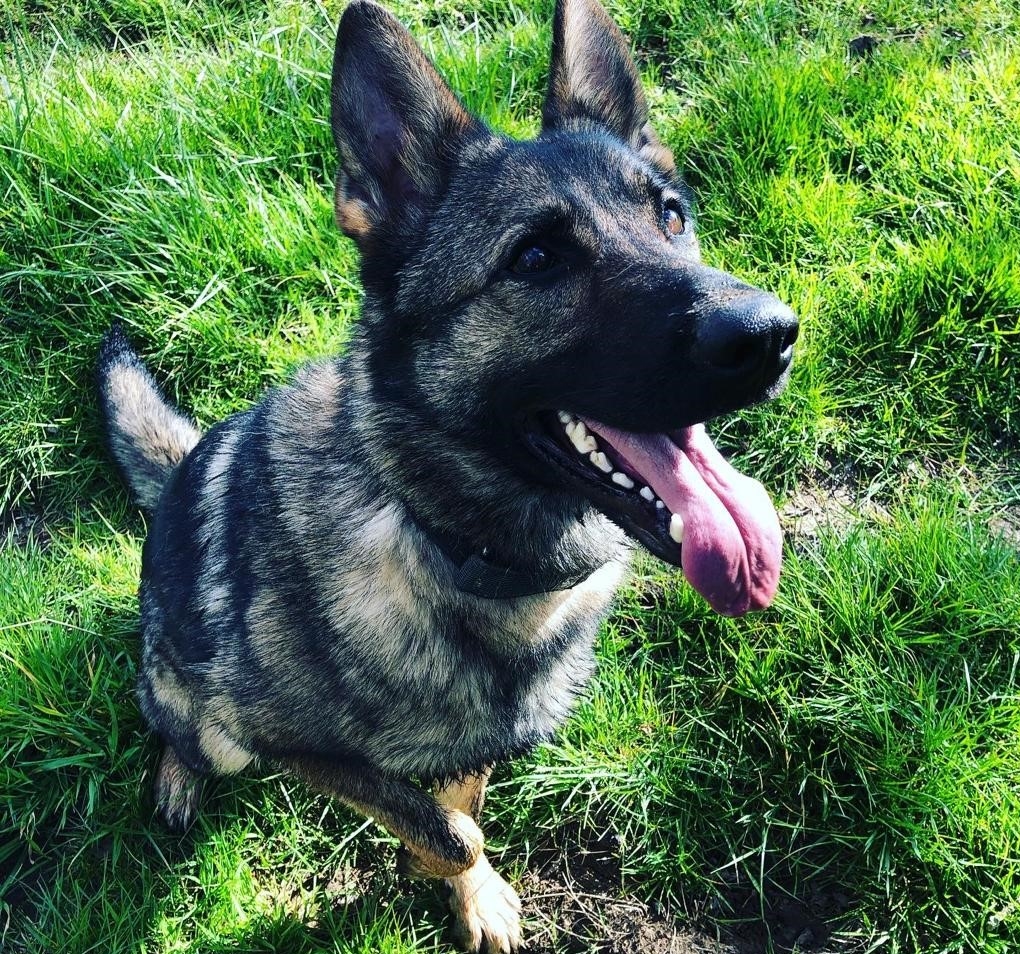 Somerset Police dog Ash named ‘top dog’ at South West and Wales Police Dog Trials
