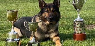 Somerset Police dog Ash named ‘top dog’ at South West and Wales Police Dog Trials