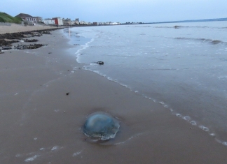 Burnham-On-Sea beach jellyfish
