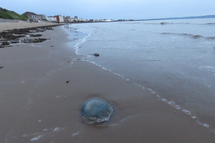 Burnham-On-Sea beach jellyfish