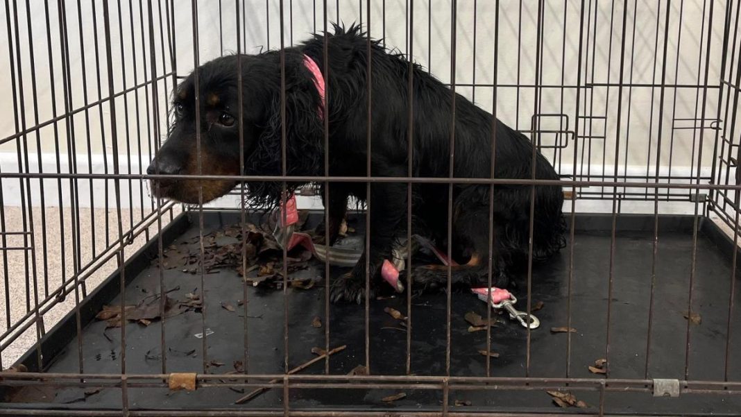 Dog dumped in cage was among 700 Somerset call-outs for RSPCA