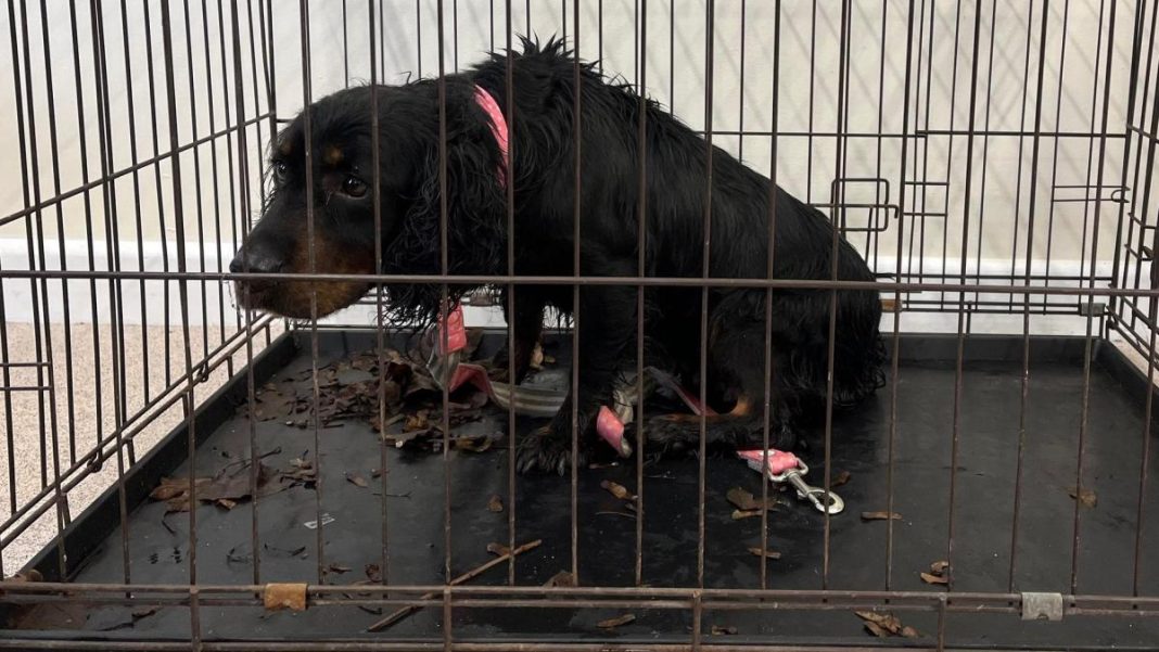 Dog dumped in cage was among 700 Somerset call-outs for RSPCA Dog dumped in cage was among 700 Somerset call-outs for RSPCA