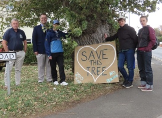 Burnham-On-Sea residents campaign to save rare black Poplar tree