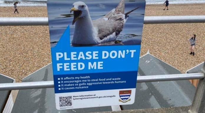 do not feed seagulls sign