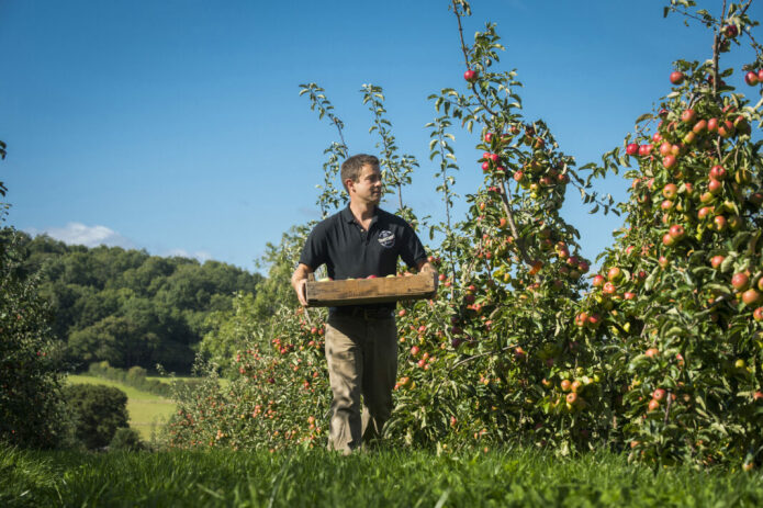 Chris Muntz-Torres, Thatchers Orchard Manager