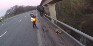Badger rescued from M5 motorway in Somerset by Secret World Wildlife Rescue