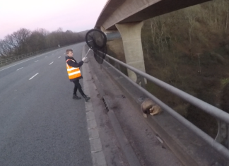 Badger rescued from M5 motorway in Somerset by Secret World Wildlife Rescue