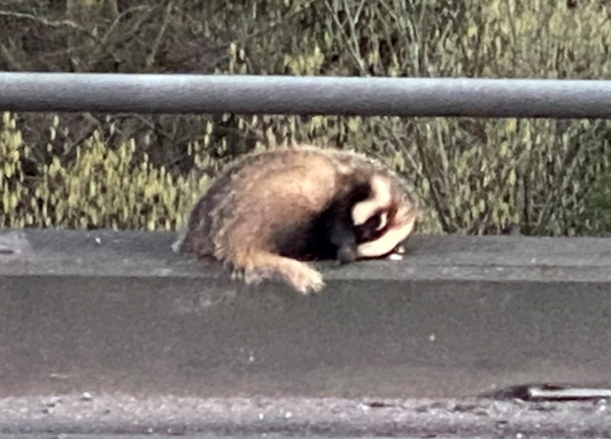 Badger rescued from M5 motorway in Somerset by Secret World Wildlife Rescue