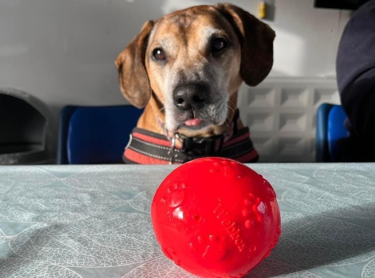 Charlie, Britain's loneliest dog, at Brent Knoll RSPCA near Burnham-On-Sea