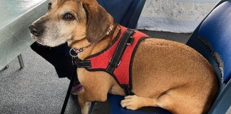 Charlie, Britain's loneliest dog, at Brent Knoll RSPCA near Burnham-On-Sea