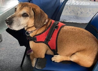 Charlie, Britain's loneliest dog, at Brent Knoll RSPCA near Burnham-On-Sea