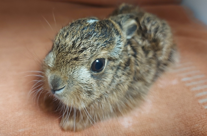 NASS leveret 01