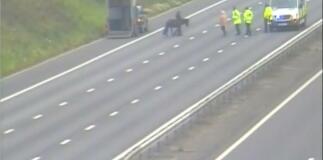 Horse on the loose brings M5 traffic to a standstill in Somerset