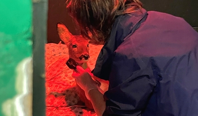 Wildlife carers from the Burnham-On-Sea area are caring for a deer that has been rescued from a roadside after it was hurt in a collision.