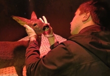 Wildlife carers from the Burnham-On-Sea area are caring for a deer that has been rescued from a roadside after it was hurt in a collision.
