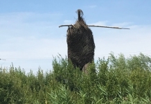 Willow Man sculpture next to the M5 in Somerset