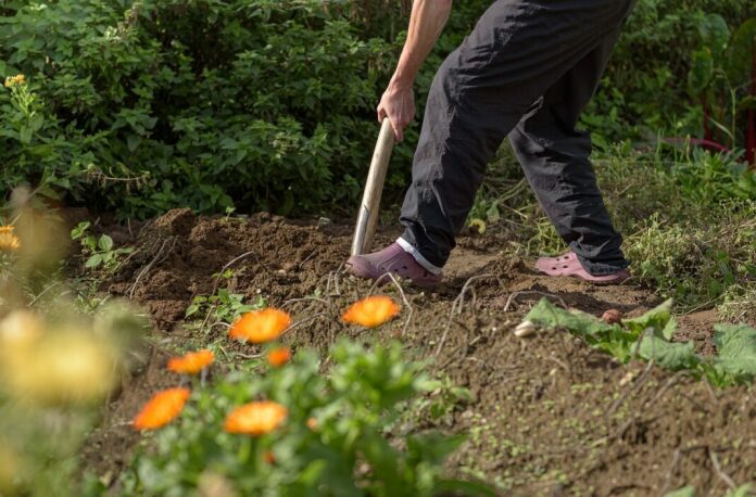 gardening, field, potatoes