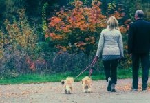 woman in white long sleeve shirt holding leash of brown dog