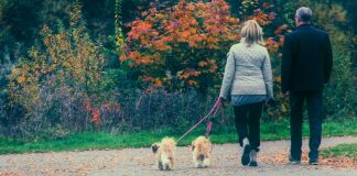 woman in white long sleeve shirt holding leash of brown dog