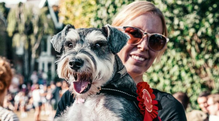 woman in red shirt carrying black and white miniature schnauzer