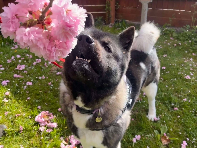 Mika at Brent RSPCA Animal Centre near Burnham-On-Sea 