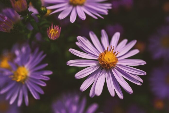 Photo by akirEVarga autumn, beautiful flowers, aster, nature, purple, flower wallpaper, yellow, flower background, flower, petals, blooms at