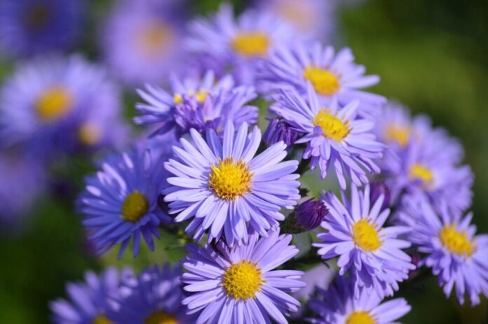 asters, ornamental plant, composites, autumn flower, flower, hd wallpaper, flower background, nature wallpaper, hd background, floral background, nature, plant, beautiful flowers, autumn, flower wallpaper, autumn motif, blossoms